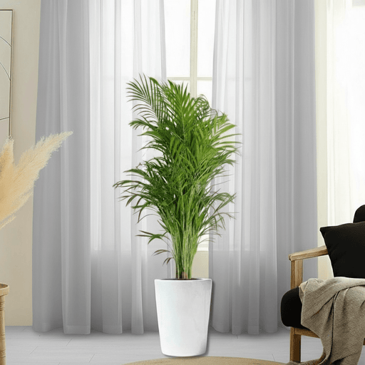 Areca Palm Holland or Chrysalidocarpus Lutescens - Greensouq - 