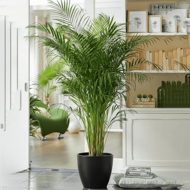 Areca Palm Holland or Chrysalidocarpus Lutescens - Greensouq - 