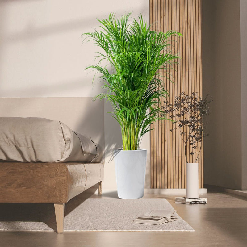 Areca Palm Holland or Chrysalidocarpus Lutescens - Greensouq - 