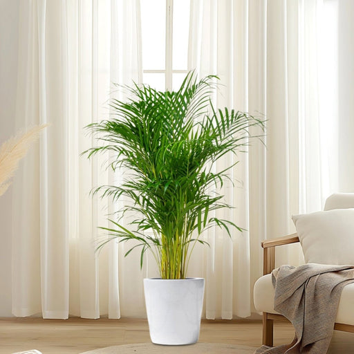 Areca Palm Holland or Chrysalidocarpus Lutescens - Greensouq - 