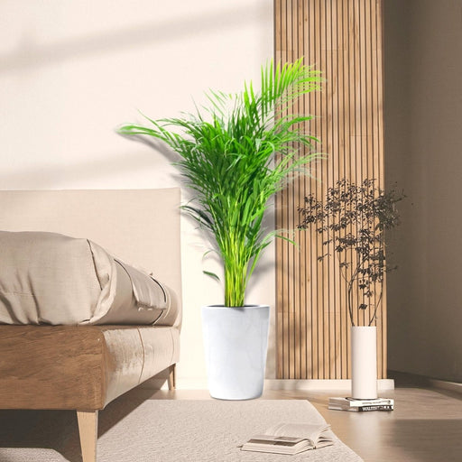 Areca Palm Holland or Chrysalidocarpus Lutescens - Greensouq - 