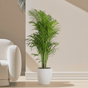 Areca Palm Holland or Chrysalidocarpus Lutescens - Greensouq - 
