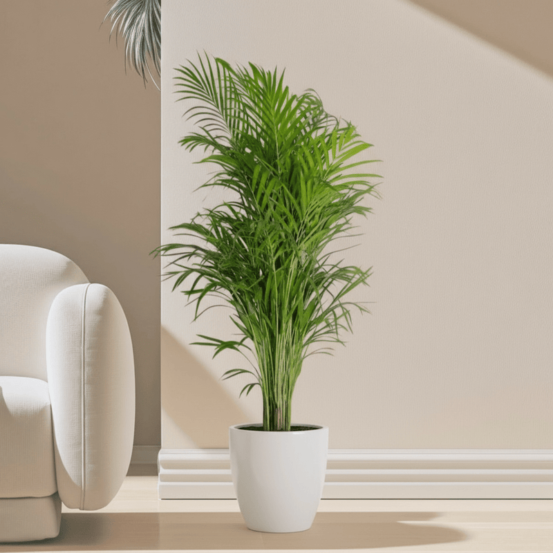 Areca Palm Holland or Chrysalidocarpus Lutescens - Greensouq - 