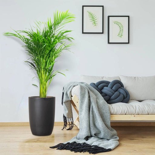 Areca Palm Holland or Chrysalidocarpus Lutescens - Greensouq - 
