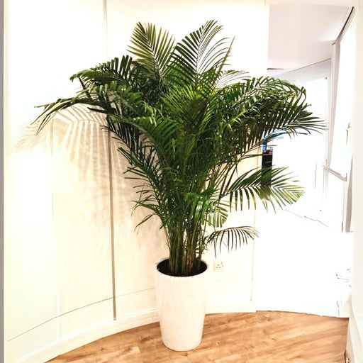 Areca Palm Holland or Chrysalidocarpus Lutescens - Greensouq - 