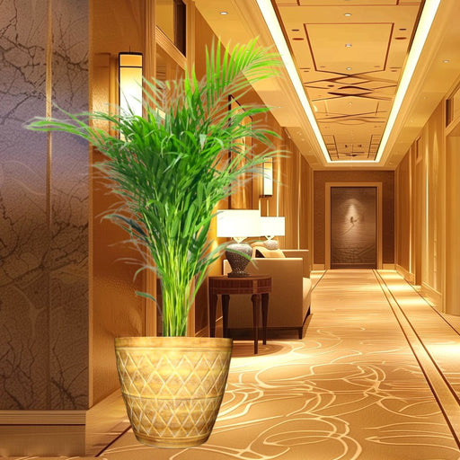 Areca Palm Holland or Chrysalidocarpus Lutescens in Metal Steel honey brown 30x30 pot - Greensouq - 