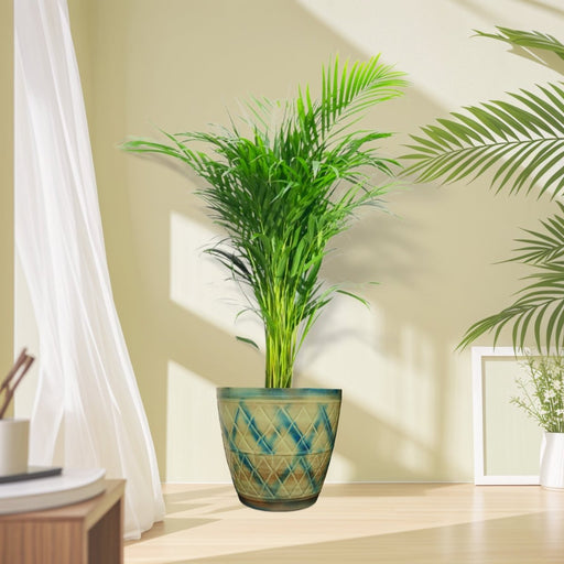 Areca Palm Holland or Chrysalidocarpus Lutescens in Metal Steel Turtol Green Pot - Greensouq - 