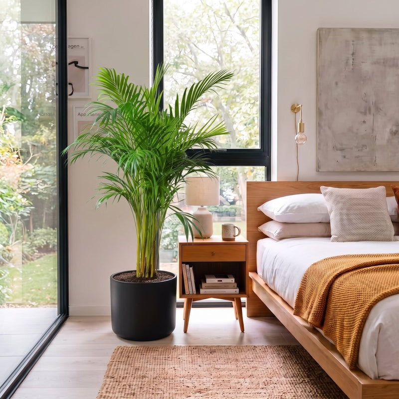 Areca Palm Holland or Chrysalidocarpus Lutescens | UAE's Favorite Tropical Palm! - Greensouq - indoor