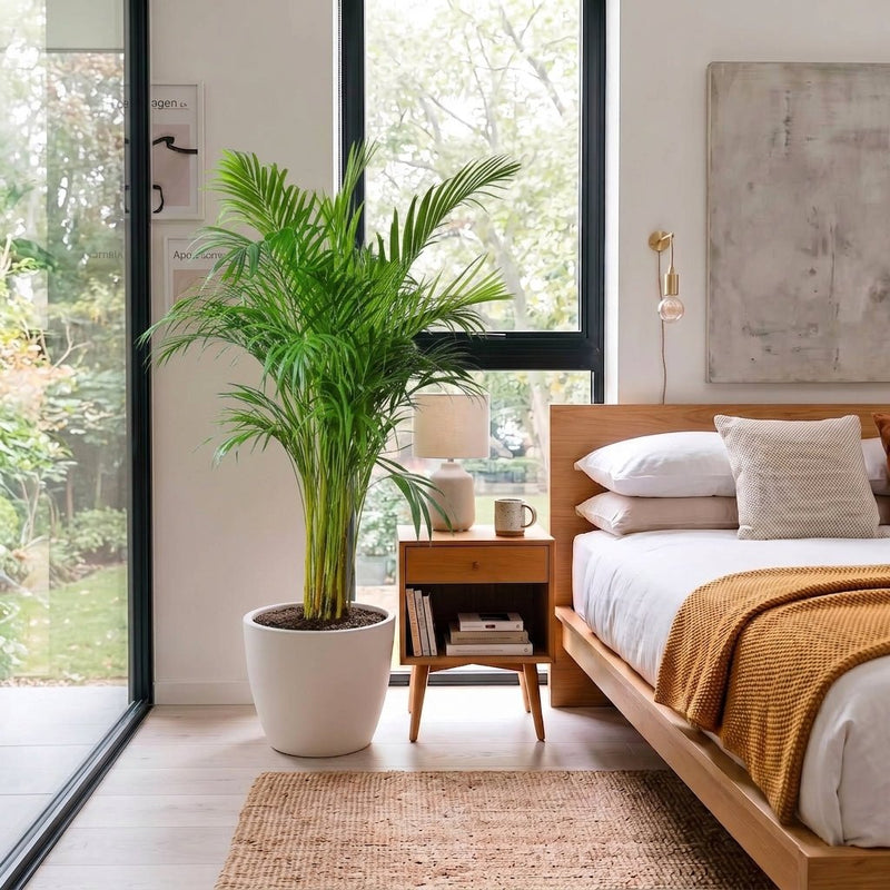 Areca Palm Holland or Chrysalidocarpus Lutescens | UAE's Favorite Tropical Palm! - Greensouq - indoor