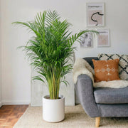 Areca Palm Holland | UAE's Best - Selling Palm! - Greensouq - 