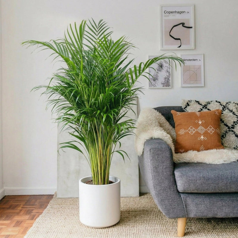 Areca Palm Holland | UAE's Best - Selling Palm! - Greensouq - 