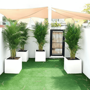 Areca Palm in Grp 40x40 White Square Pot 1.5 - 2.0m (outdoor) - Greensouq - 