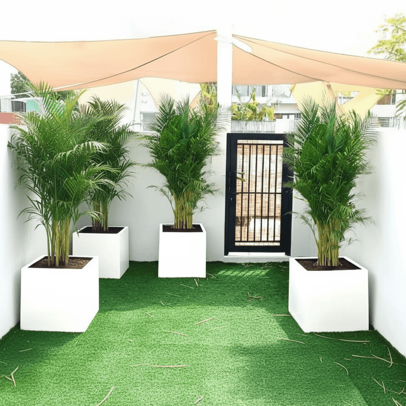 Areca Palm in Grp 40x40 White Square Pot 1.5 - 2.0m (outdoor) - Greensouq - 