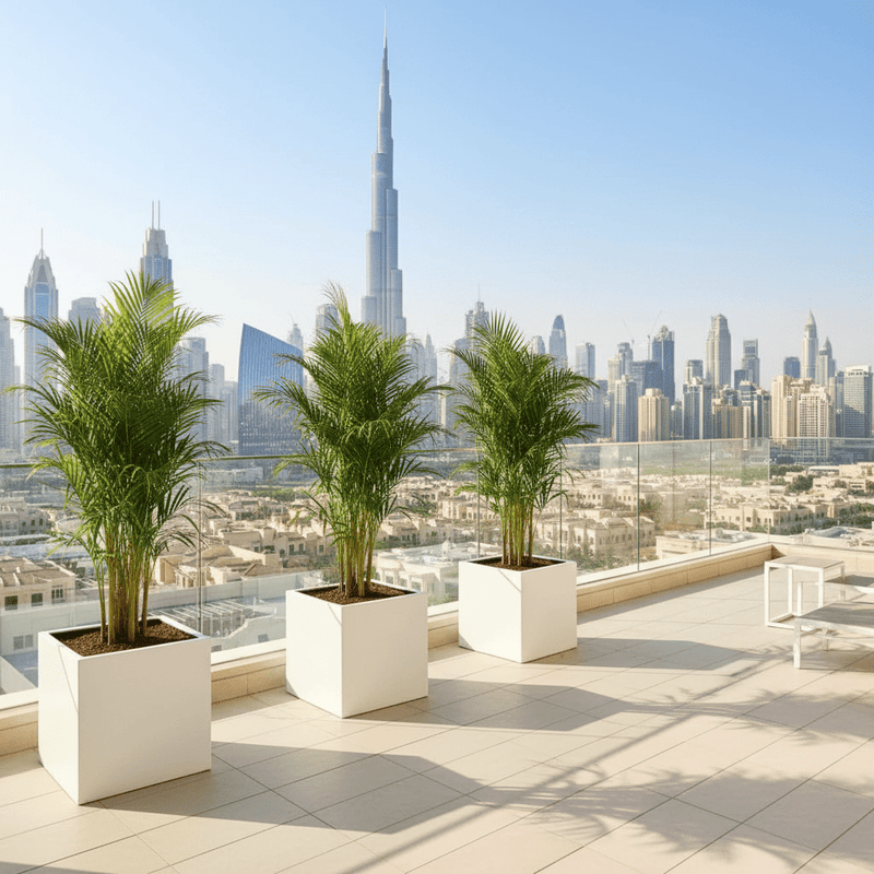 Areca Palm in Grp 40x40 White Square Pot 1.5 - 2.0m (outdoor) - Greensouq - 