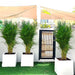 Areca Palm in Grp Square Pot 1.5 - 2.0m (outdoor) - Greensouq - 