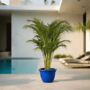 Areca palm Outdoor | Chrysalidocarpus lutescens | فراشة النخيل - Greensouq - 