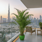 Areca palm Outdoor | Chrysalidocarpus lutescens | فراشة النخيل - Greensouq - 