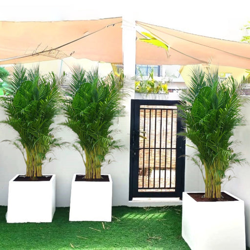 areca palm outdoor in grp pot