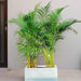 Areca Palms Outdoor In Fiber Glass Pot (GRP)(70x30x30) - Greensouq - 