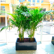 Areca Palms Outdoor In Fiber Glass Pot (GRP)(70x30x30) - Greensouq - 