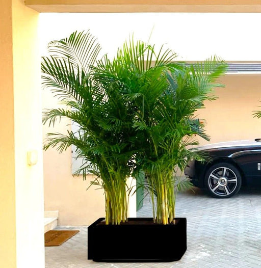 Areca Palm Outdoor In Fiber Glass Pot (GRP)(70x30x30) - Greensouq -