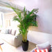 Areca Palms XL in Black Ceramic Pot 2 to 2.5m - Greensouq - 