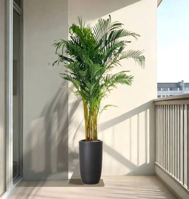 Areca Palms XL in Black Shinny Ceramic Pot 2 to 2.5m (outdoor) - Greensouq - 