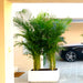 https://wellpottedplantsae.com/products/outdoor-giant-areca-palm-in-fiber-pot