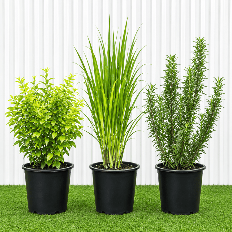 Aromatic Mosquito-Deterrent Plant Bundle (Tulsi - Lemon Grass - Rosemary) - Greensouq - outdoor