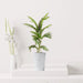 Artificial Areca Palm - Greensouq - 