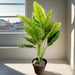 Artificial Calathea 50cm - Greensouq - 