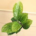 Artificial Calathea 50cm - Greensouq - 