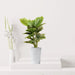 Artificial Calathea Green 50cm - Greensouq - 