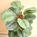 Artificial Calathea Orbifolia 130cm - Greensouq - 