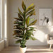 Artificial Calathea Peacock Plant "Zebra Plant" 130cm - Greensouq - 