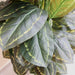 Artificial Calathea Peacock Plant "Zebra Plant" 130cm - Greensouq - 