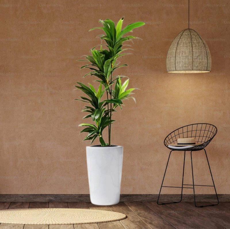 artificial dracaena Artificial Dracaena Compacta 150cm