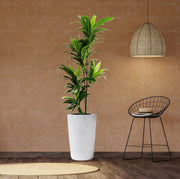 Artificial Dracaena Compacta 150cm - Greensouq - 