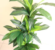 Artificial Dracaena Compacta 150cm - Greensouq - 