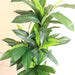 Artificial Dracaena Compacta 150cm - Greensouq - 
