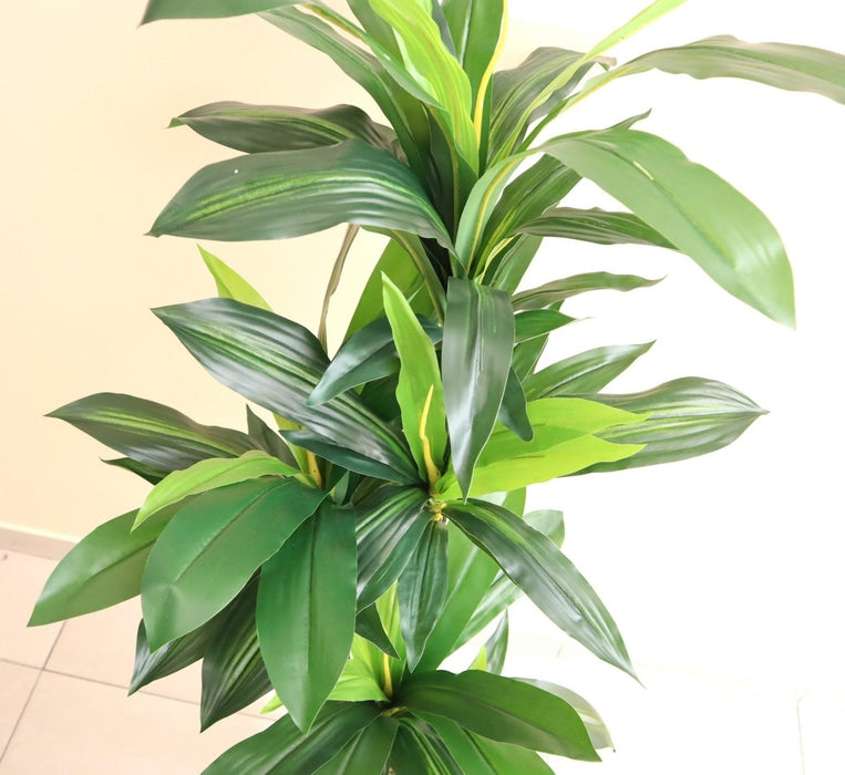 Artificial Dracaena Compacta 150cm - Greensouq - 