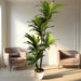 Artificial Dracaena Compacta 150cm - Greensouq - 