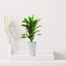 Artificial Dracaena Compacta 80cm - Greensouq - 