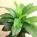 Artificial Dracaena Compacta 80cm - Greensouq - 