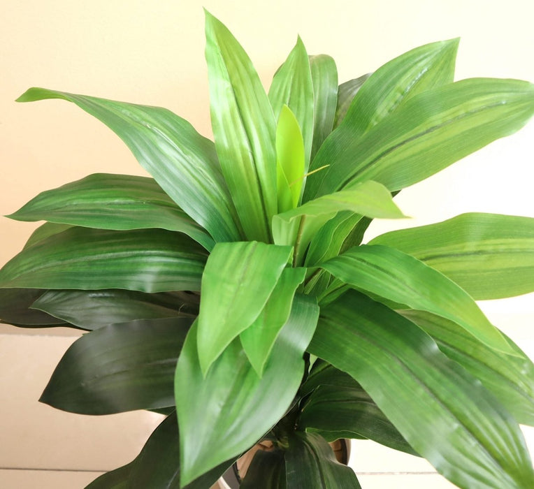 Artificial Dracaena Compacta 80cm - Greensouq - 