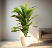 Artificial Dracaena Compacta 80cm - Greensouq - 