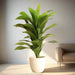 Artificial Dracaena Compacta 80cm - Greensouq - 