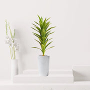 Artificial Dracaena fragrans “Golden Coast” 130cm - Greensouq - 