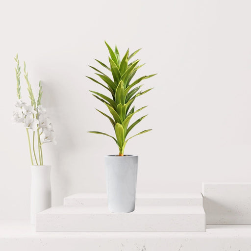 Artificial Dracaena fragrans “Golden Coast” 130cm - Greensouq - 