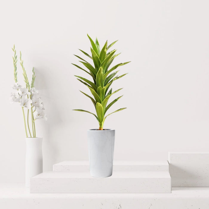 Artificial Dracaena fragrans “Golden Coast” 130cm - Greensouq - 